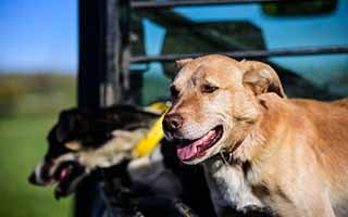 Working dogs on Australian sheep farms and LPA – your questions answered