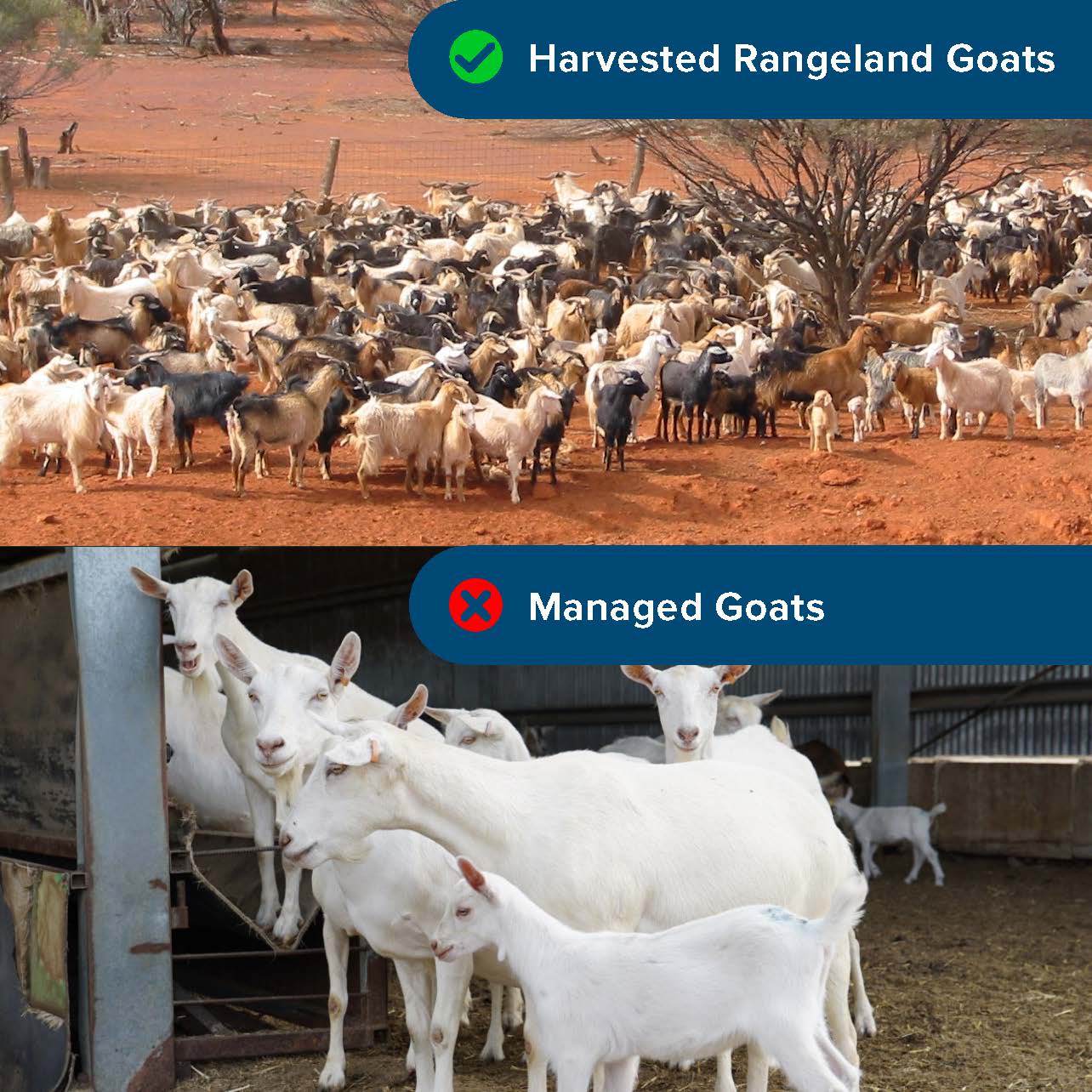 Harvested Rangeland Goats | Integrity Systems